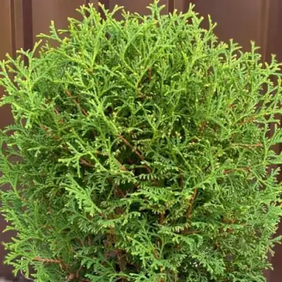 Туя ХОЗЕРИ западная в Молодечно