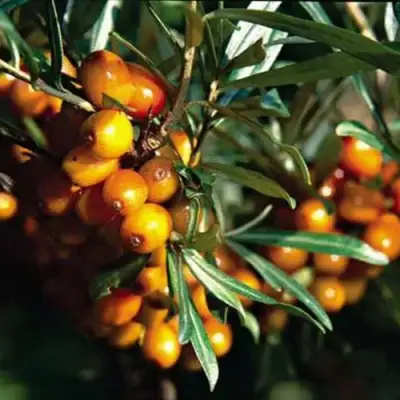 Облепиха ДАР КАЗАКОВУ в Молодечно