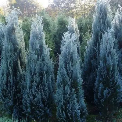 Кипарисовик ДАРТС БЛЮ РИББОН лавсона в Молодечно