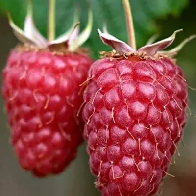 Малина РУБИНОВОЕ ОЖЕРЕЛЬЕ в Молодечно