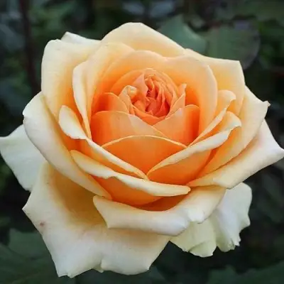 Роза ГЕЙША чайно-гибридная в Молодечно