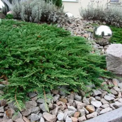 Можжевельник ПРИНЦ ОФ УЭЛЬС горизонтальный в Молодечно