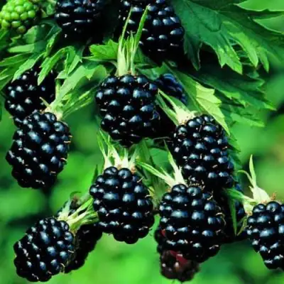 Ежевика КИТАНИНИ бесшипная  в Молодечно