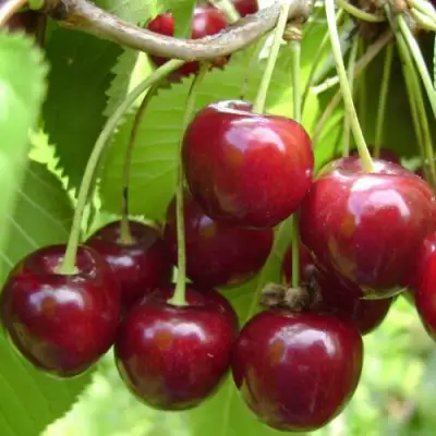 Вишня ХАРИТОНОВСКАЯ в Молодечно