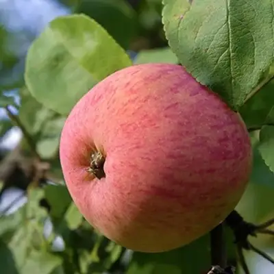 Яблоня МЕЛБА в Молодечно