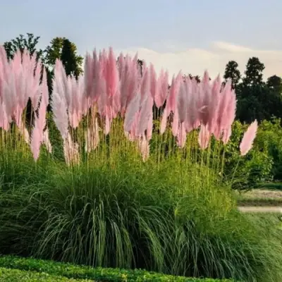 Кортадерия розовая (пампасная трава) в Молодечно