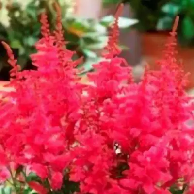 Астильба ЮНИК КАРМИН гибридная в Молодечно