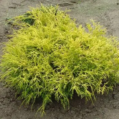 Кипарисовик ГОЛДЕН МОП горохоплодный в Молодечно