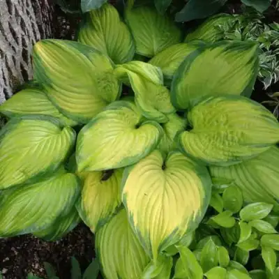 Хоста СТЕЙНД ГЛАСС гибридная в Молодечно