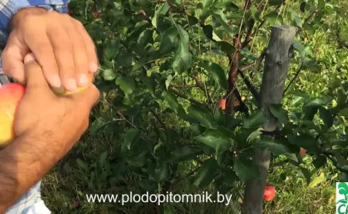 Превью видео