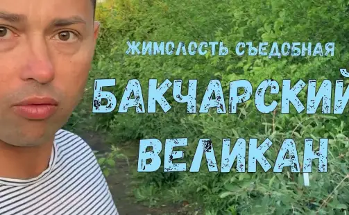 Превью видео