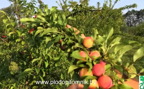 Превью видео