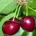 Черешня ВАСИЛИСА в Молодечно
