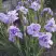 Ирис ИМПЕРИАЛ ОПАЛ сибирский в Молодечно