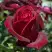 Роза ПАПА МЕЙЯН чайно-гибридная в Молодечно