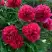 Пион БЕЛГРАВИЯ травянистый в Молодечно