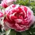 Пион РЕД ВИЗ ПИНК древовидный в Молодечно