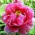 Пион ВОСХОД СОЛНЦА древовидный в Молодечно