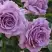 Роза ЛАВ СОНГ флорибунда в Молодечно