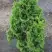 Туя ЗМАТЛИК западная в Молодечно