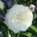 Роза АЛАБАСТЕР флорибунда в Молодечно