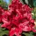 Рододендрон МАТАДОР в Молодечно