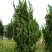 Можжевельник КАЙЗУКА китайский в Молодечно