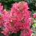 Гортензия МЕГА МИНДИ метельчатая в Молодечно