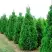 Туя СПИРАЛИС западная в Молодечно