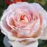 Роза АНДРЕ ЛЕ НОТР чайно-гибридная в Молодечно