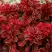 Барбарис РЕД ХОТ ЧИЛИ тунберга в Молодечно