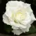 Роза МОНДИАЛЬ чайно-гибридная в Молодечно
