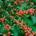 Кизильник горизонтальный в Молодечно