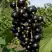 Смородина чёрная ВИНОГРАДНАЯ в Молодечно