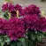 Рододендрон КАЛИ в Молодечно