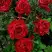 Роза РЕД ИНТУИШН чайно-гибридная в Молодечно