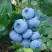Голубика ТОРО в Молодечно