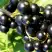 Смородина чёрная ДЕЛИКАТЕСНАЯ в Молодечно