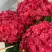 Гортензия ЭНДЛЕСС САММЕР ЛАВ крупнолистная в Молодечно