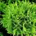 Туя ДАНИКА западная в Молодечно