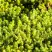 Очиток (седум) ЙЕЛЛОУ КВИН едкий в Молодечно