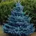 Ель МАДЖЕСТИК БЛЮ колючая в Молодечно