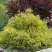 Кипарисовик ГОЛДЕН МОП горохоплодный в Молодечно