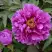 Пион ЛИЛОВАЯ ФАНТАЗИЯ древовидный в Молодечно