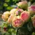 Роза ПИТАХАЙЯ чайно-гибридная в Молодечно