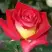 Роза ФРЕНДШИП чайно-гибридная в Молодечно