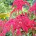 Астильба РЕД ЧАРМ Арендса в Молодечно