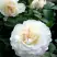 Роза ВАЙТ МЕЙДИЛАНД почвопокровная в Молодечно