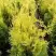 Туя ГОЛДЕН БРАБАНТ западная в Молодечно