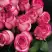 Роза КАРУСЕЛЬ чайно-гибридная в Молодечно